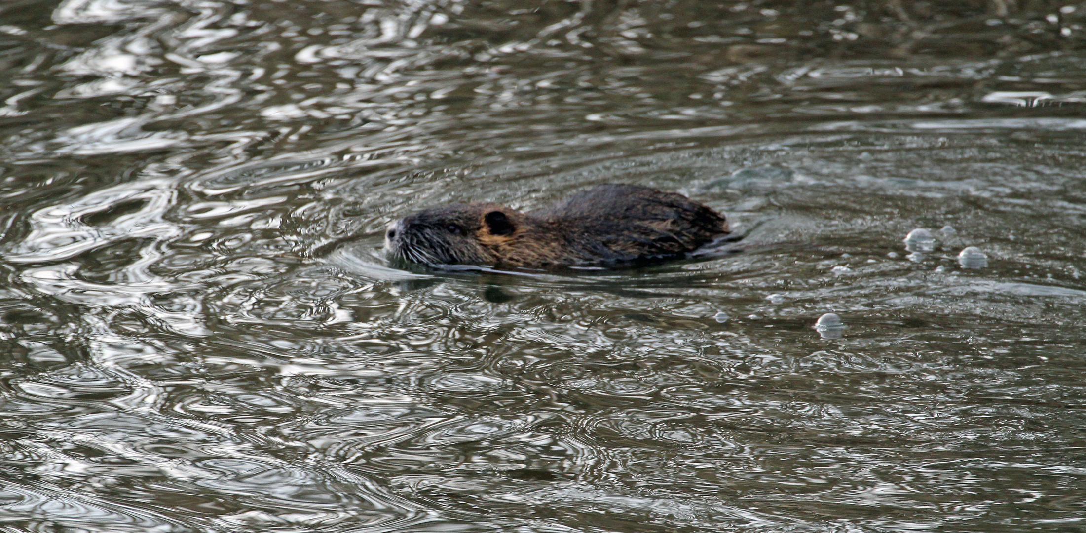 NUTRIA in freier Wildbahn