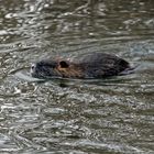 NUTRIA in freier Wildbahn