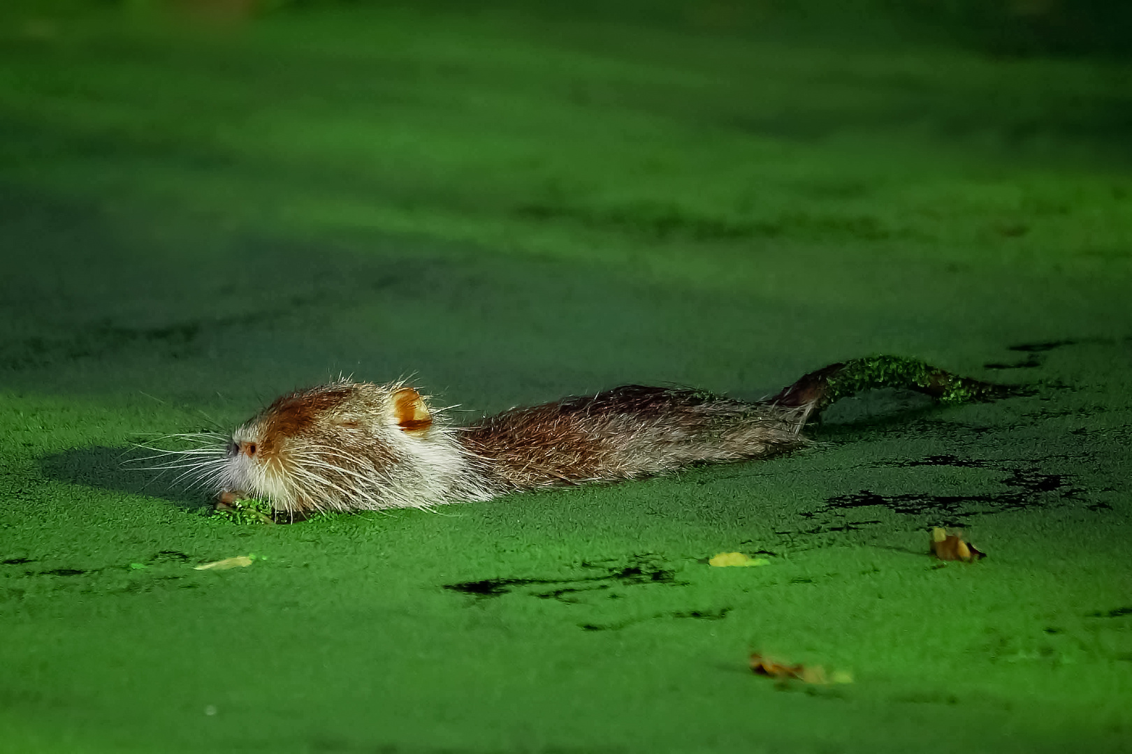 Nutria in Gemüsesuppe