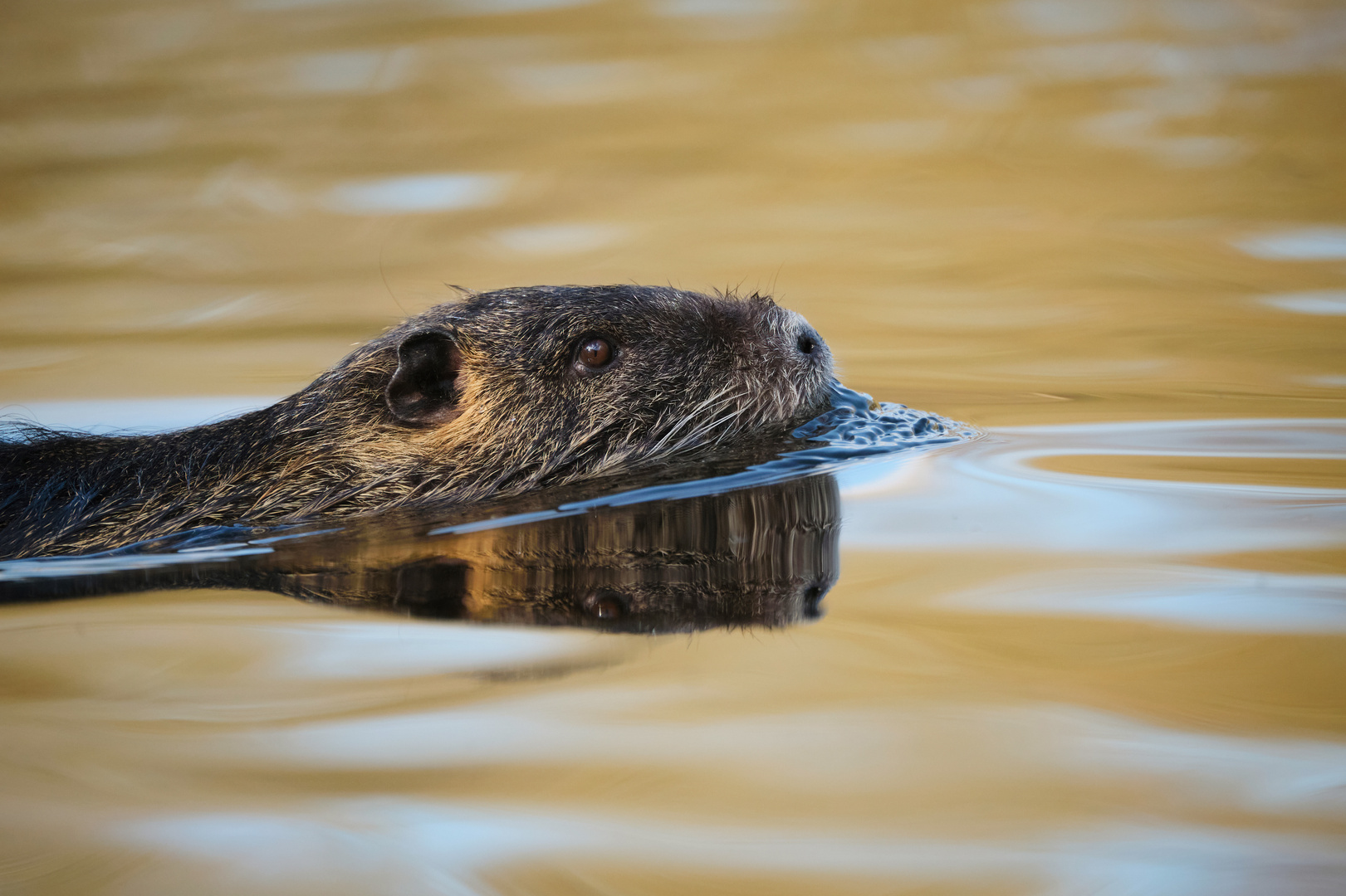 Nutria in Gold