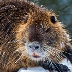 Nutria in Halle/Saale