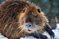 Nutria in Halle/Saale