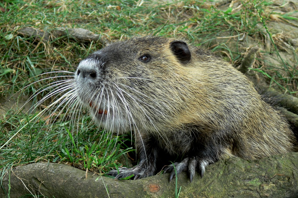 Nutria in Heiligenhaus