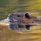 Nutria in Herbstfarben