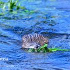 Nutria in Isny im Allgäu endeckt!