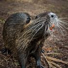 Nutria in Mönchbruch