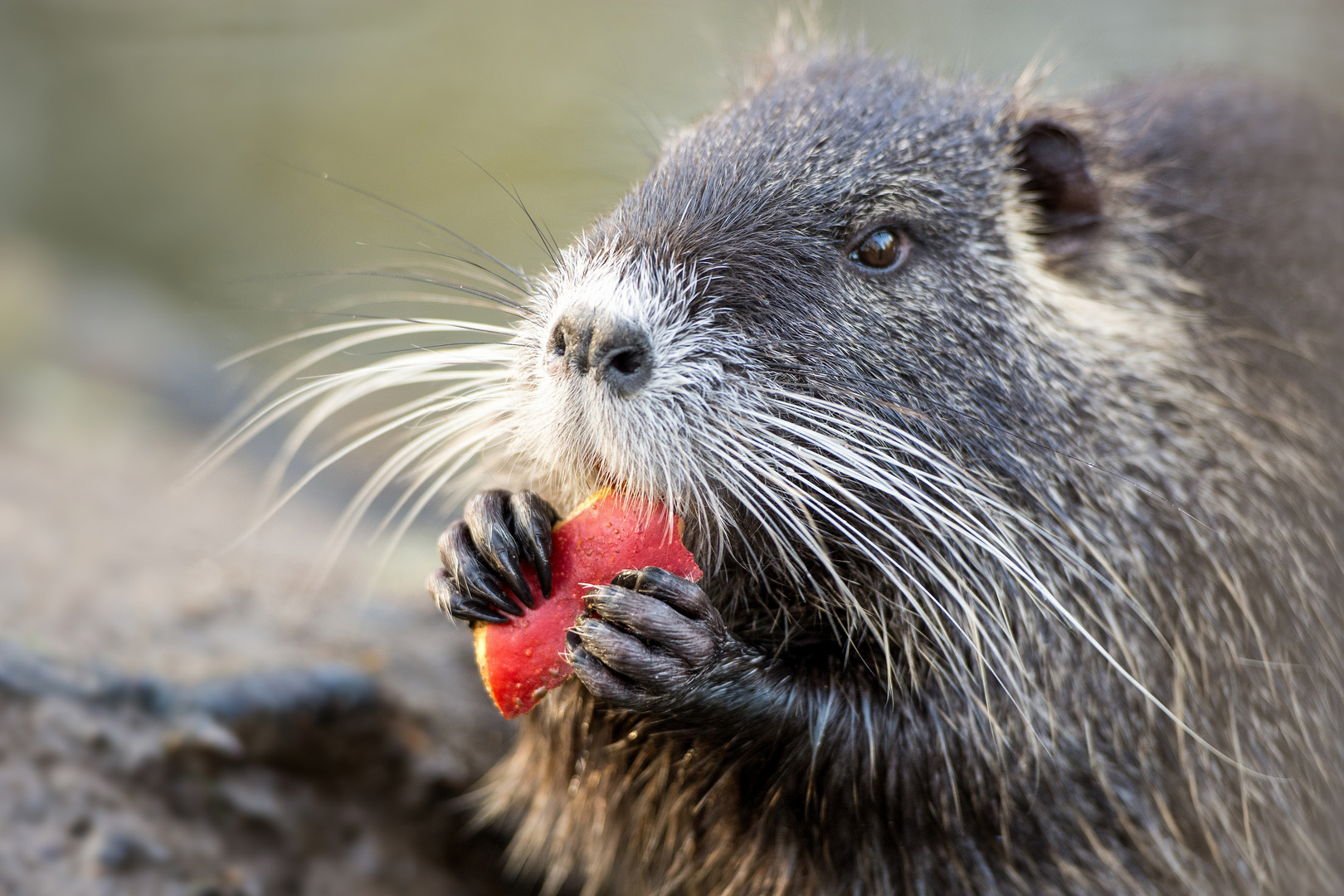 Nutria in Neuss