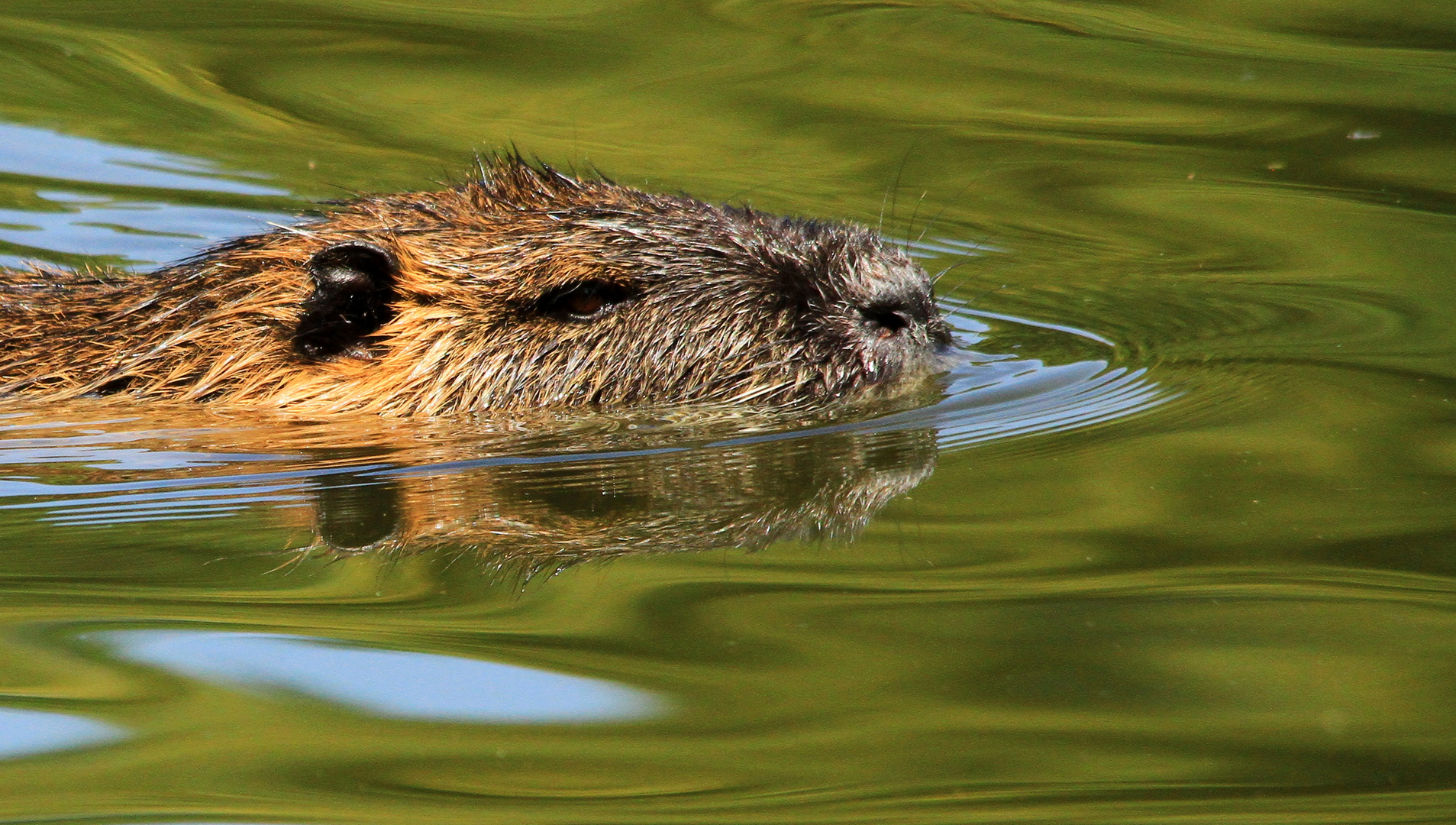 Nutria in seinem Element