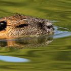 Nutria in seinem Element