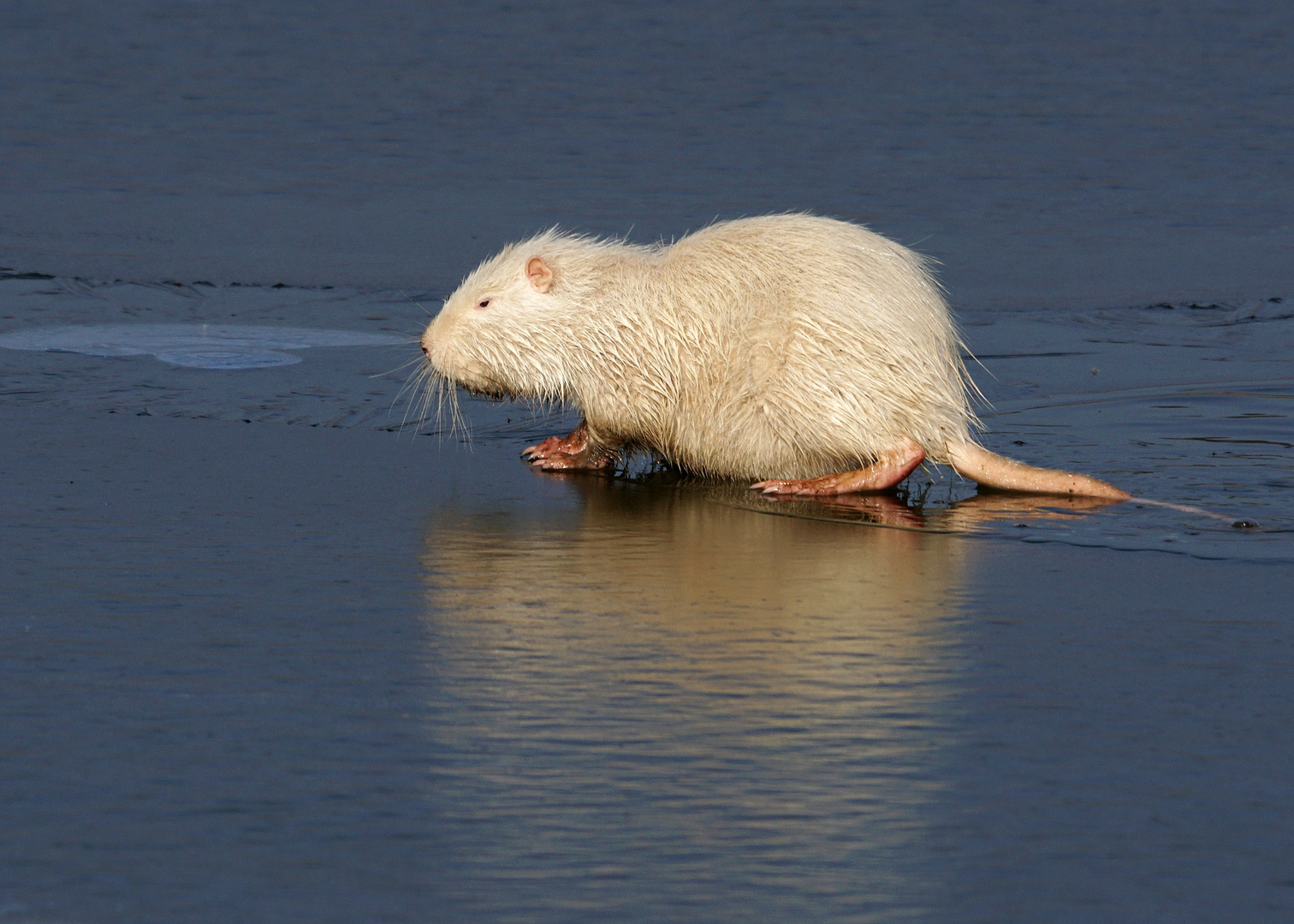 Nutria in weiß