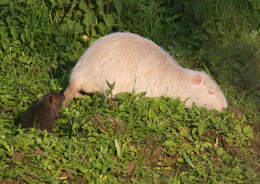 Nutria in weiß mit Nachwuchs (5 Junge)