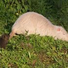 Nutria in weiß mit Nachwuchs (5 Junge)