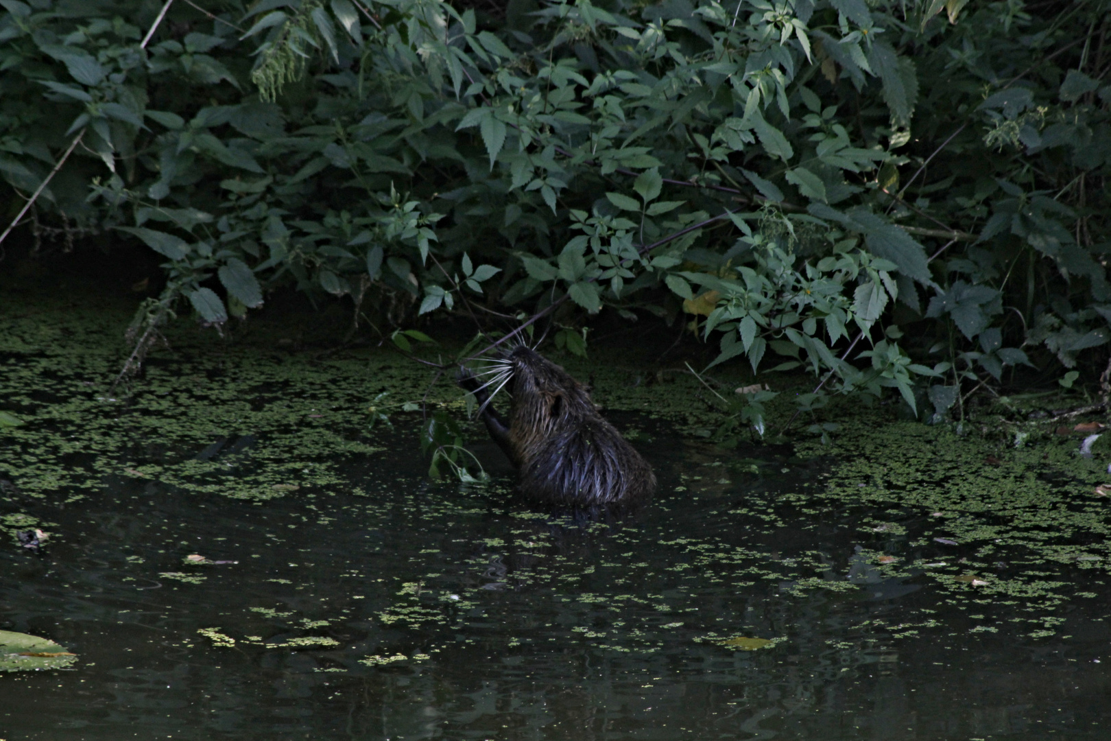 Nutria in Witten