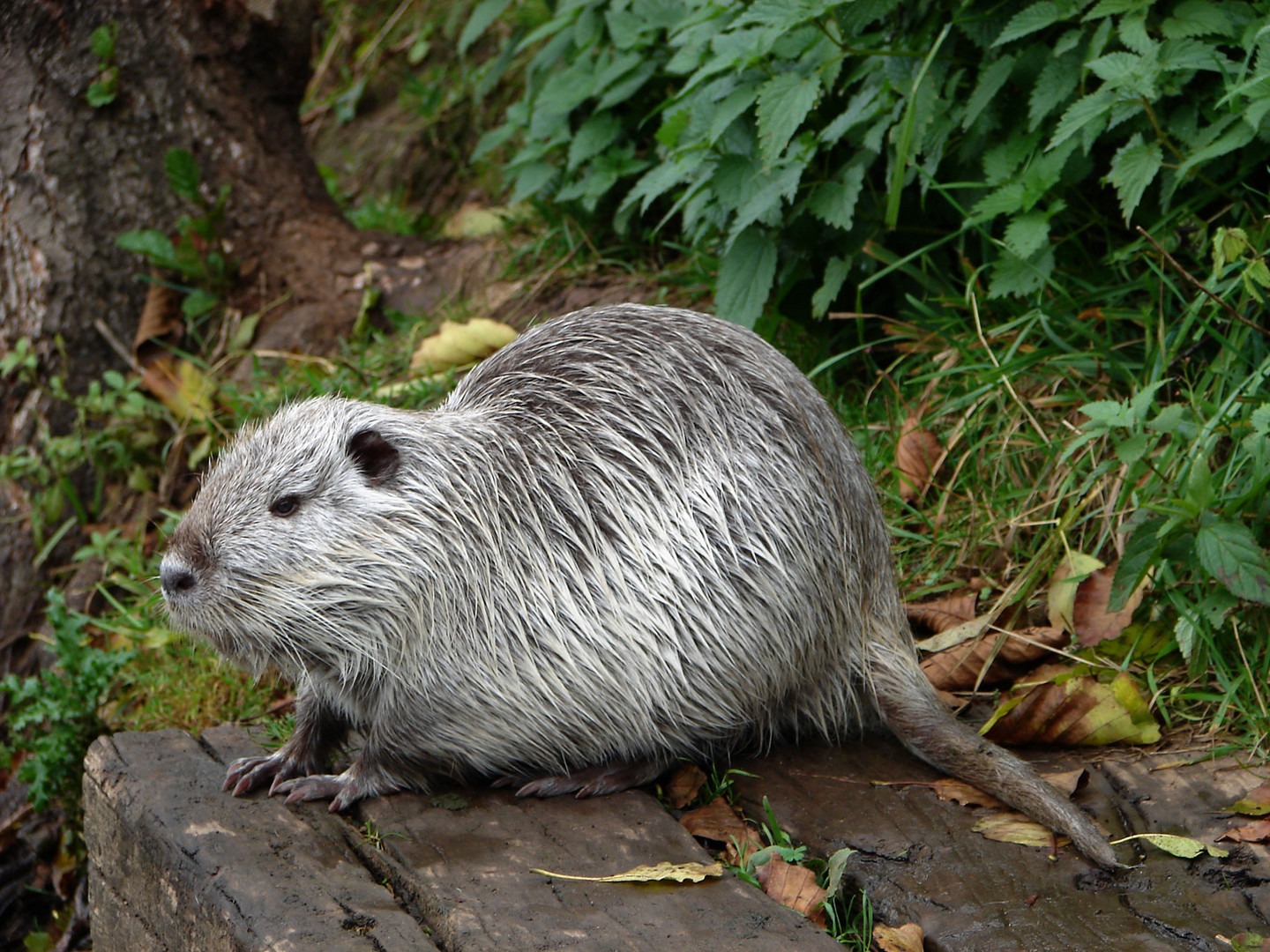 Nutria, inzwischen verbreitet und an manchen Orten vertraut. Foto ...