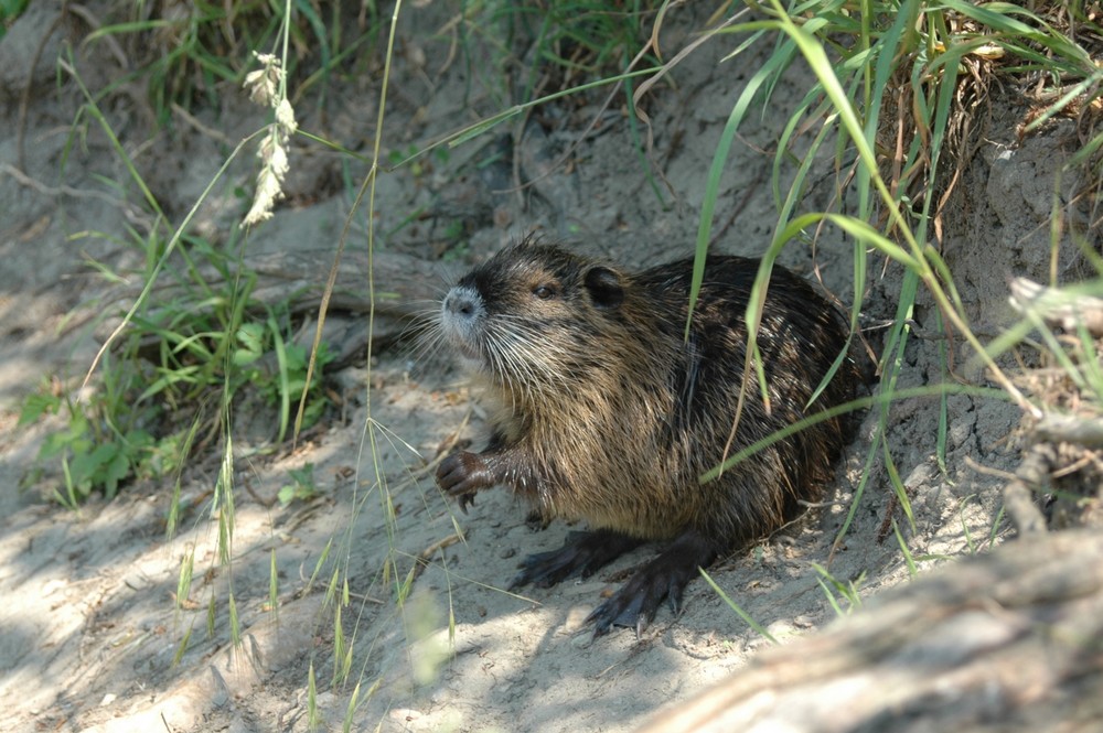 Nutria-Junges