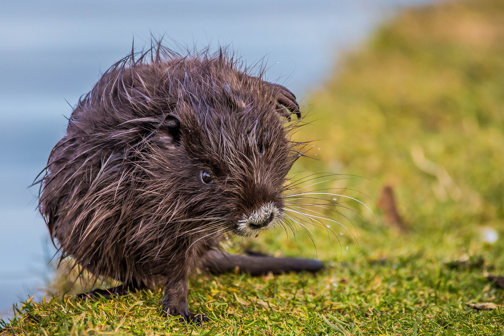 Nutria Junges