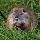 Nutria-Junges mit einem Stück Brot