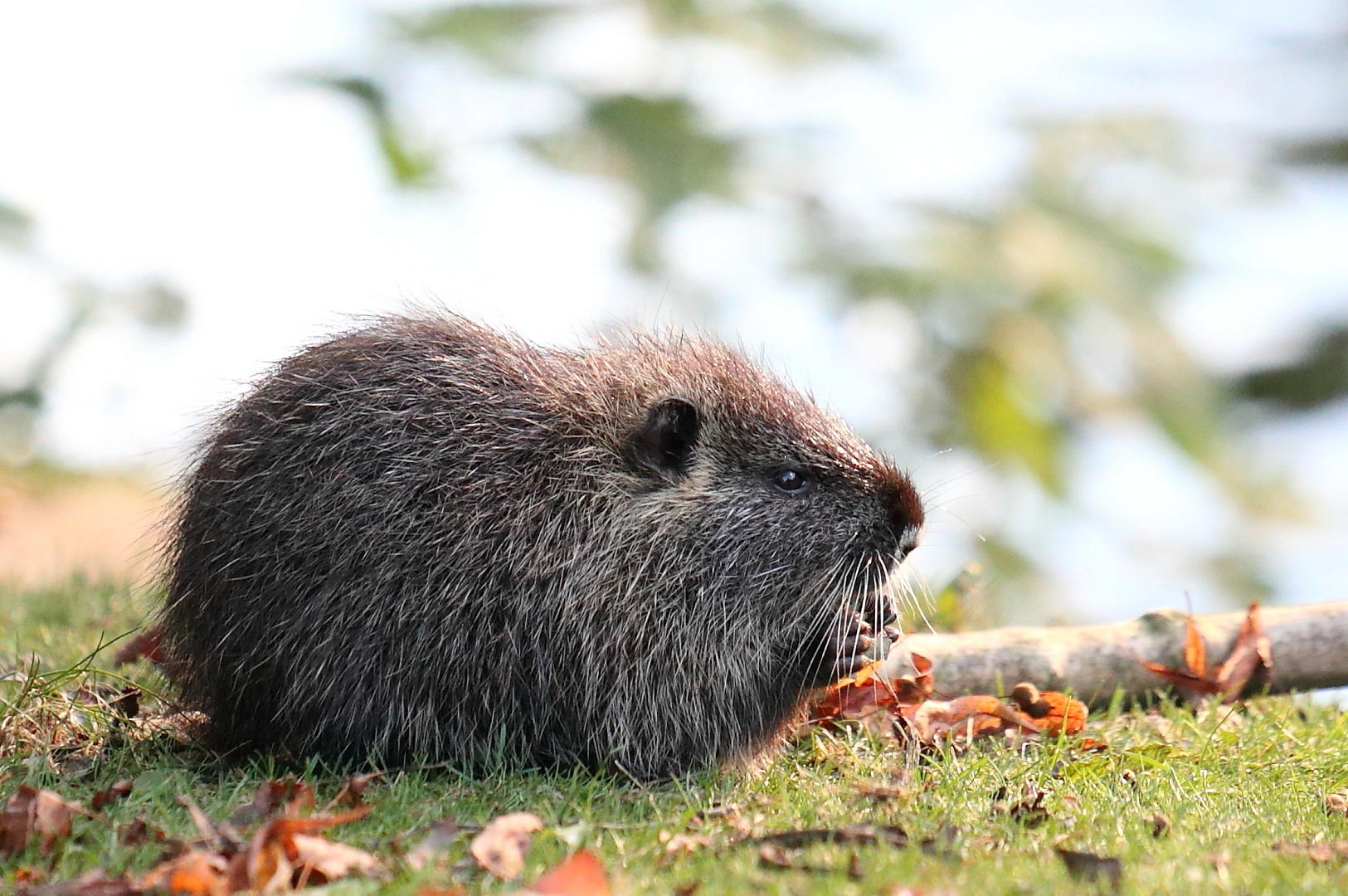 Nutria Jungtier....