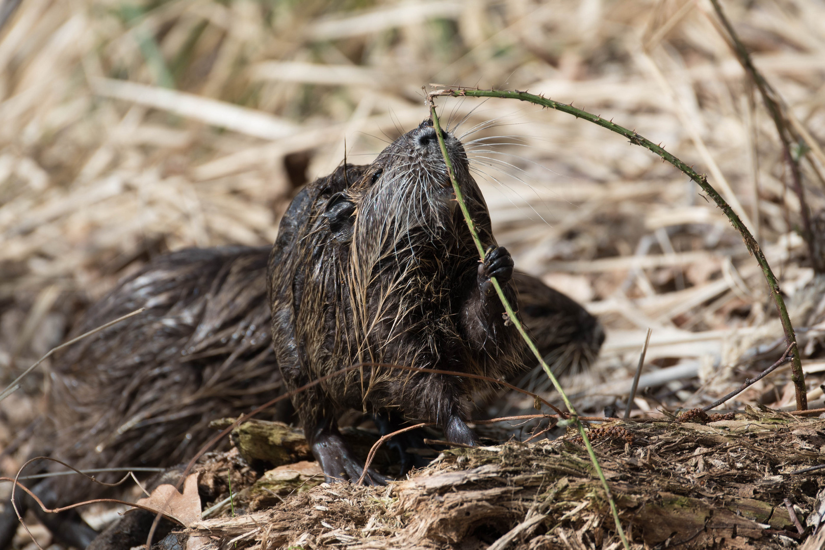 Nutria - Jungtier bei der Futtersuche