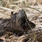 Nutria - Jungtier bei der Futtersuche