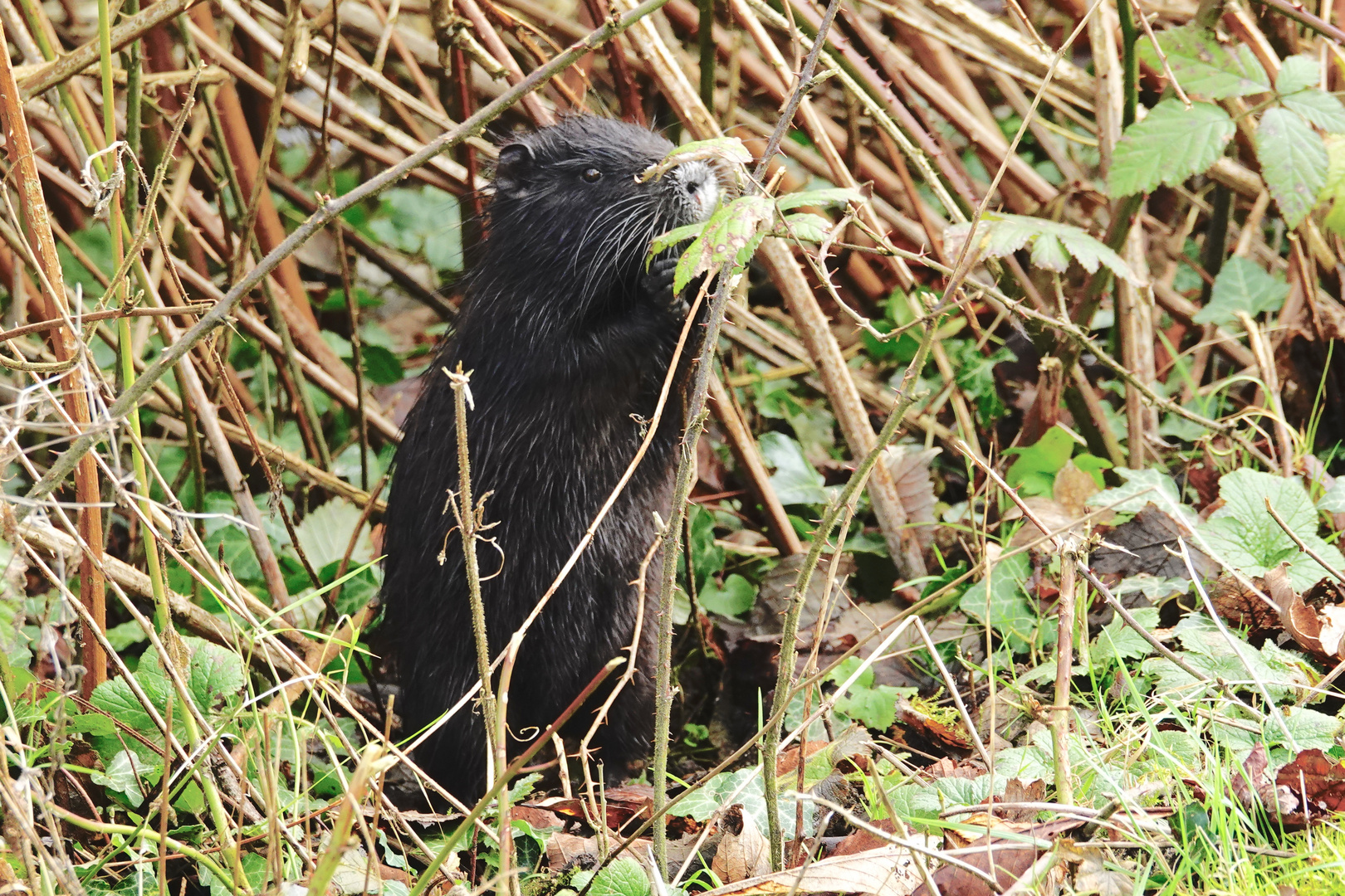 NUTRIA - Jungtier gesehen am Klosterteich