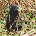 NUTRIA - Jungtier gesehen am Klosterteich