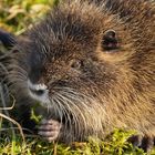 Nutria, Jungtier, Pflanzen fressend