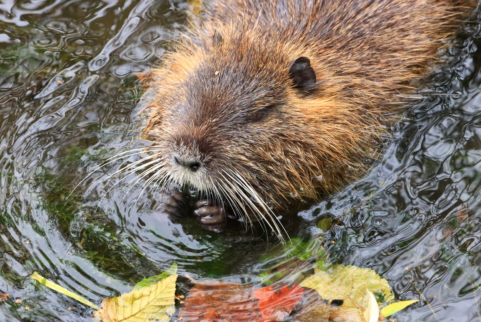 Nutria, Jungtier, Pflanzen fressend