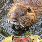 Nutria, Jungtier, Pflanzen fressend