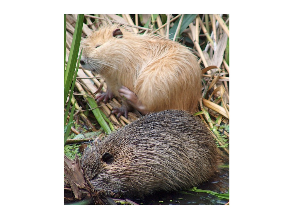 Nutria-Jungtiere