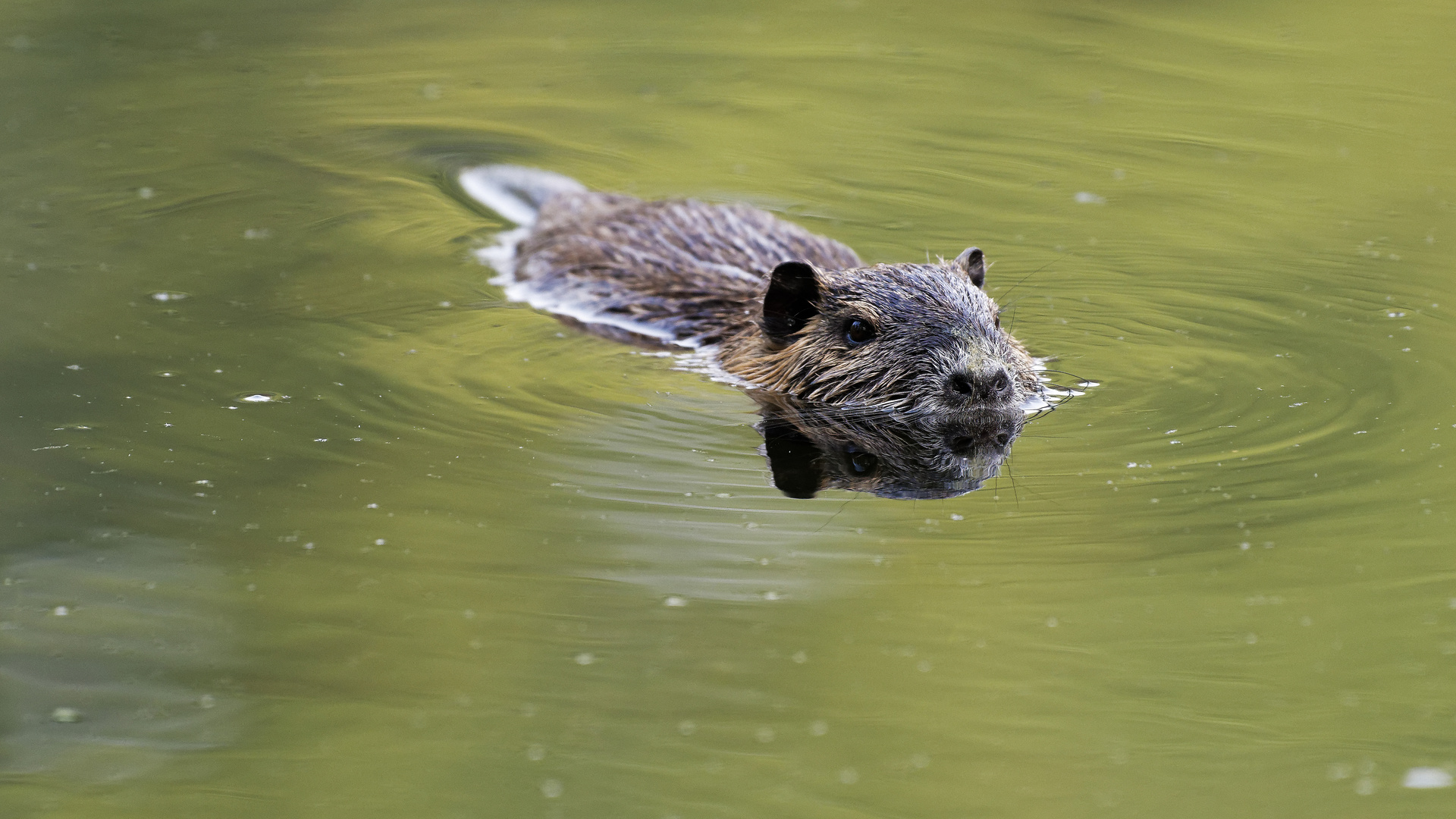 Nutria junior.