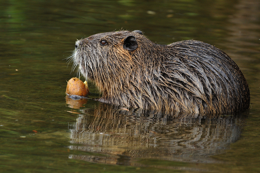 Nutria – Kartoffel