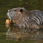 Nutria – Kartoffel