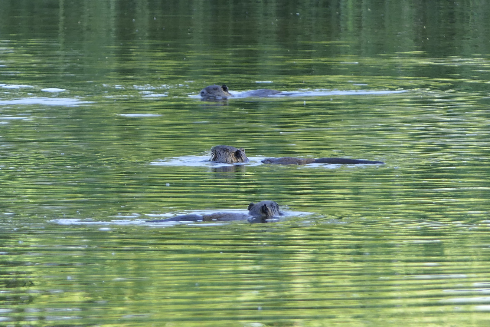 "Nutria- Kette"