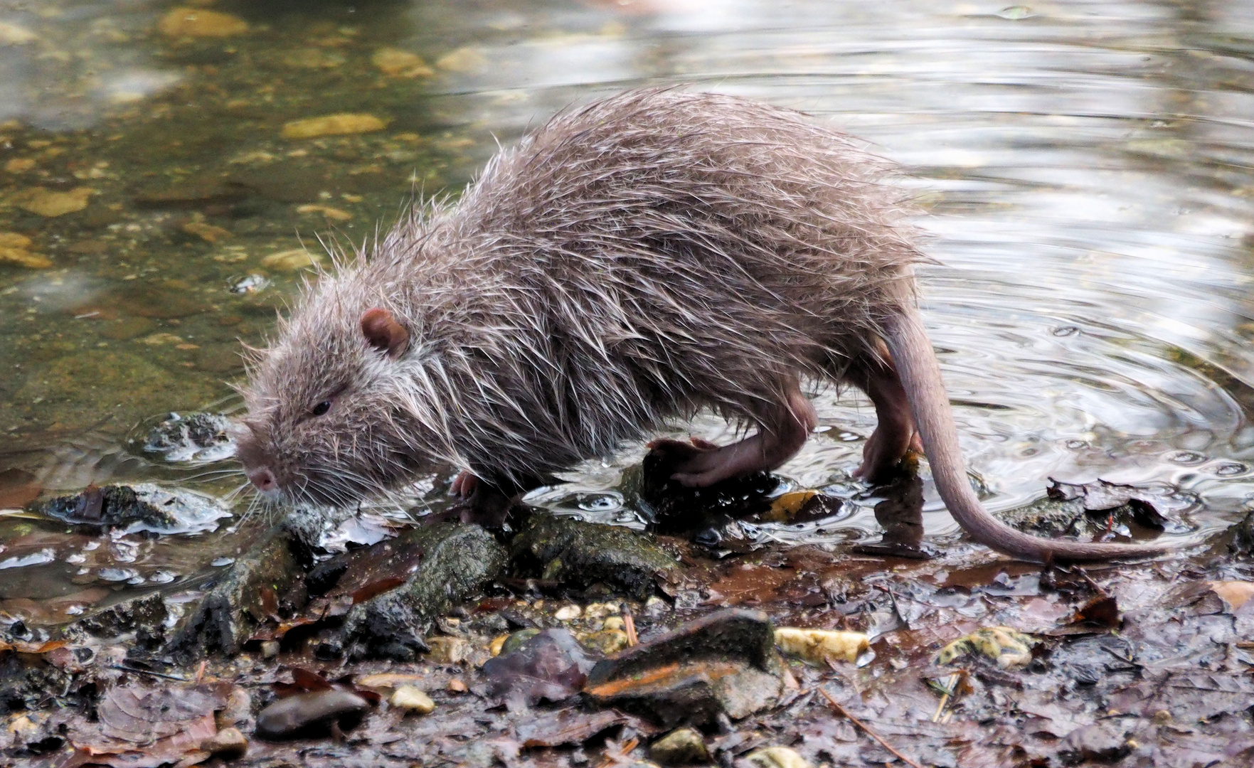 Nutria Kind … 