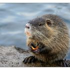 Nutria Kind