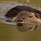 Nutria, Kocks Loch