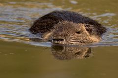 Nutria, Kocks Loch