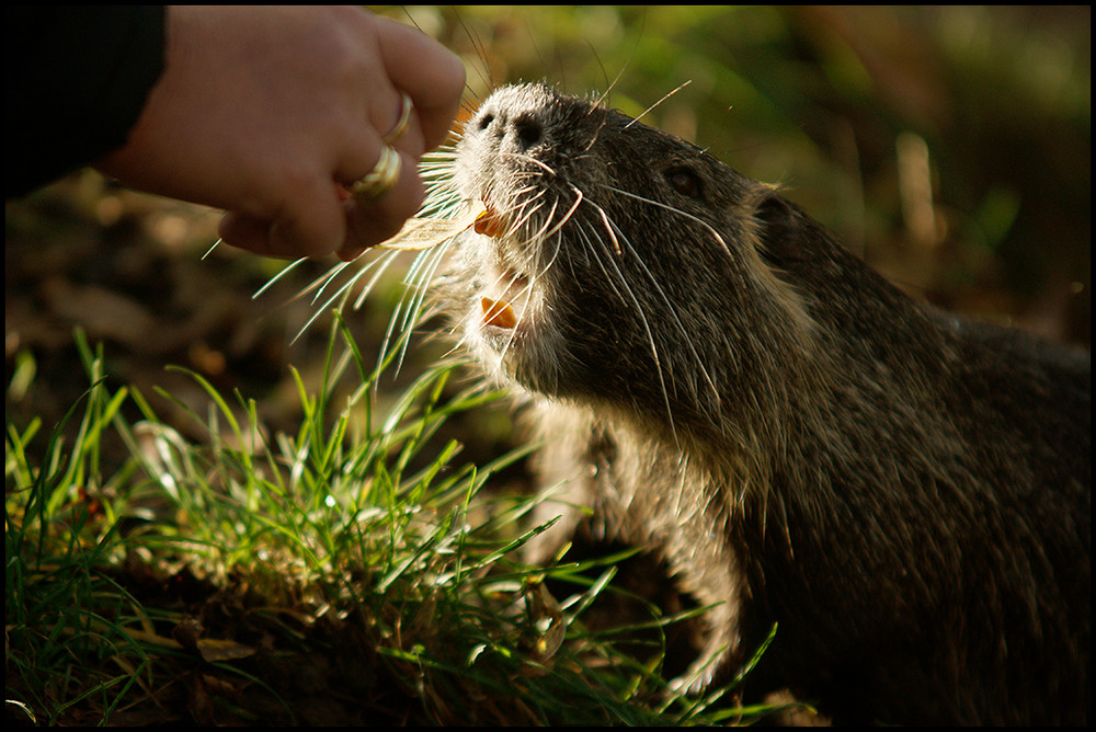 Nutria lässt sich mit der Hand füttern