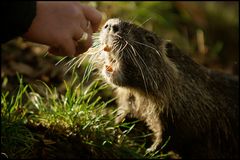 Nutria lässt sich mit der Hand füttern