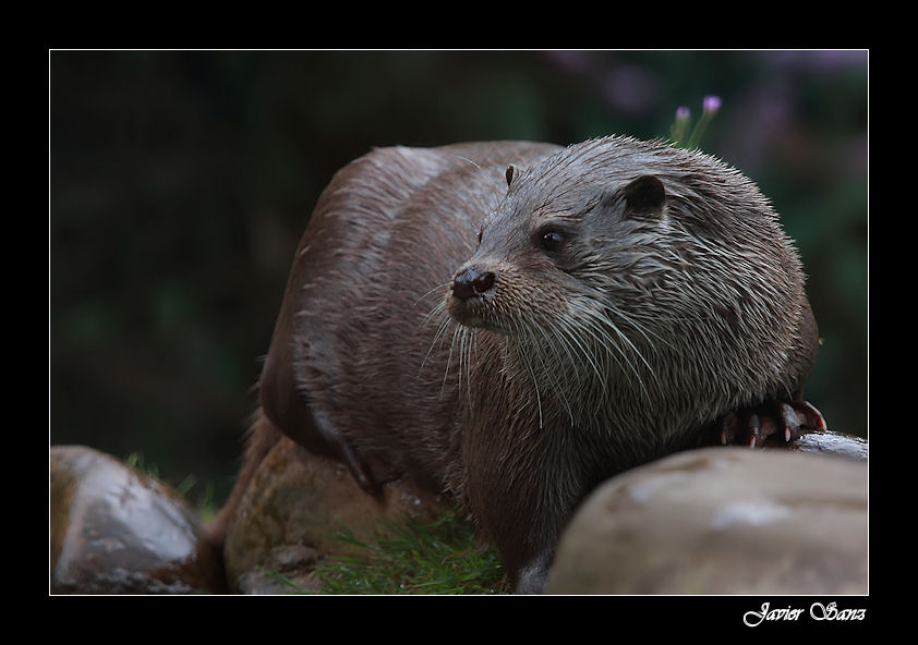 NUTRIA ( Lutra lutra)