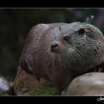 NUTRIA ( Lutra lutra)