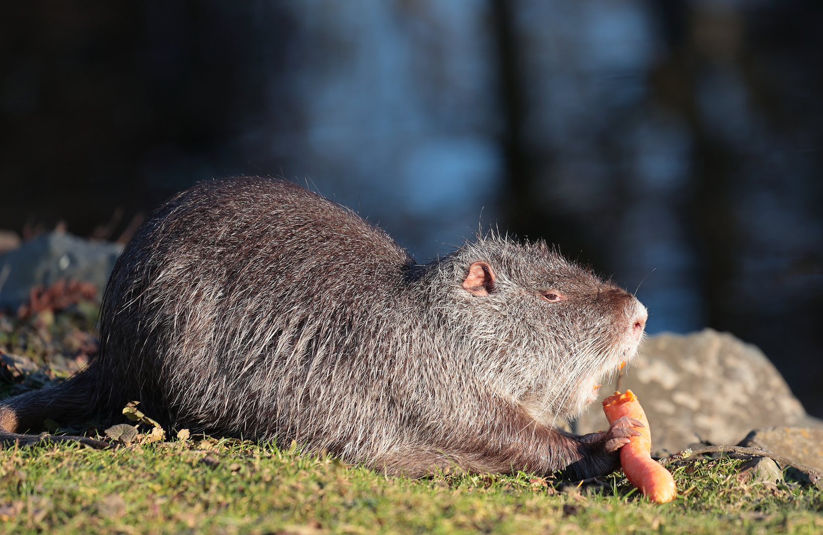 Nutria männlich......