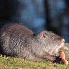 Nutria männlich......