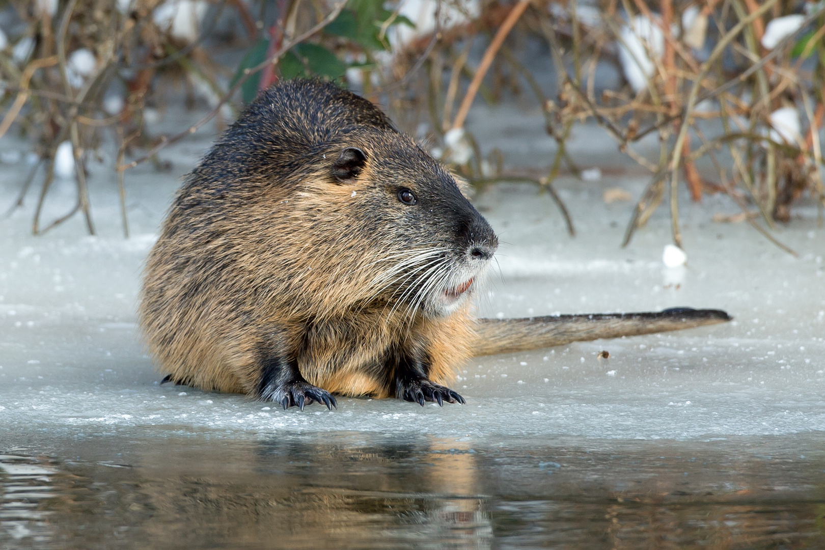 Nutria - mal anders  ;-)