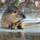 Nutria - mal anders  ;-)