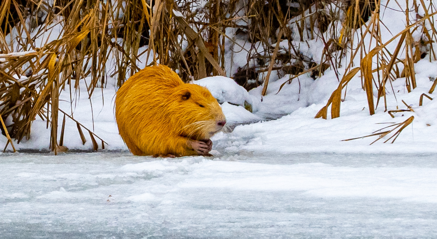 Nutria mal anders