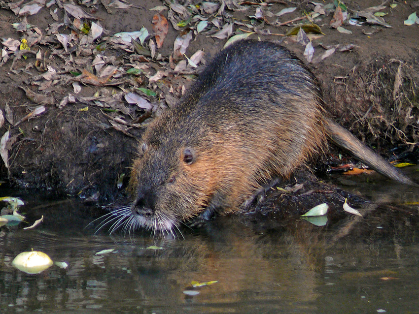 Nutria ...mein Apfel...