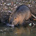 Nutria ...mein Apfel...