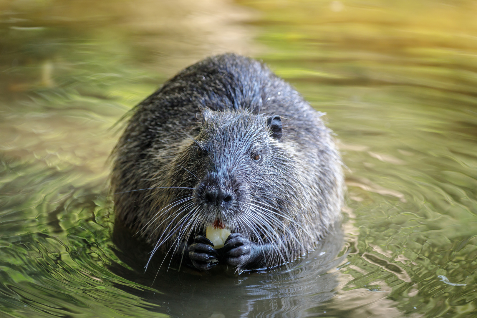 Nutria mit Apfel